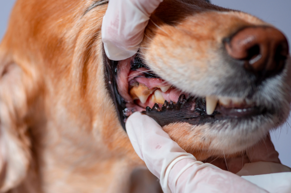 Gingivite chez le chien : causes, symptômes et traitement