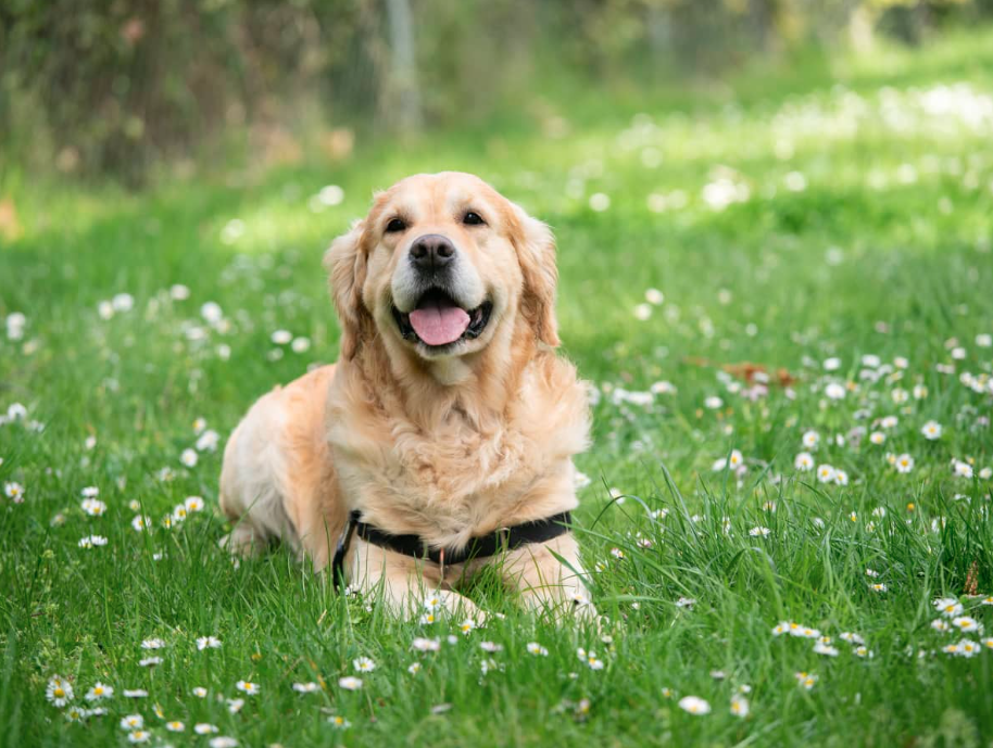 Comment choisir les meilleures croquettes pour votre Labrador Retriever : un guide complet