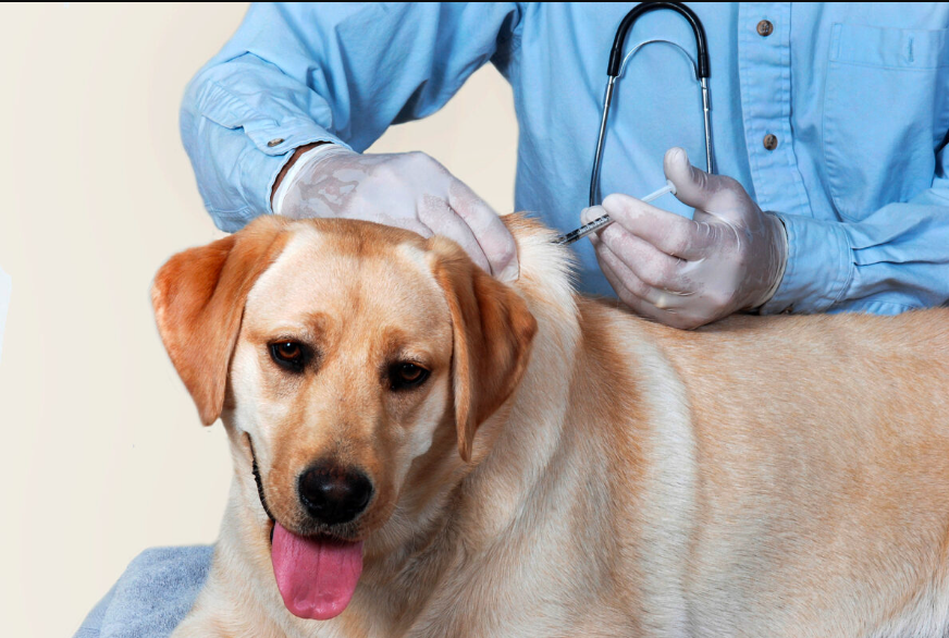 Quels vaccins sont obligatoires pour mon chien ? Assurer la santé et le bonheur de votre ami à quatre pattes