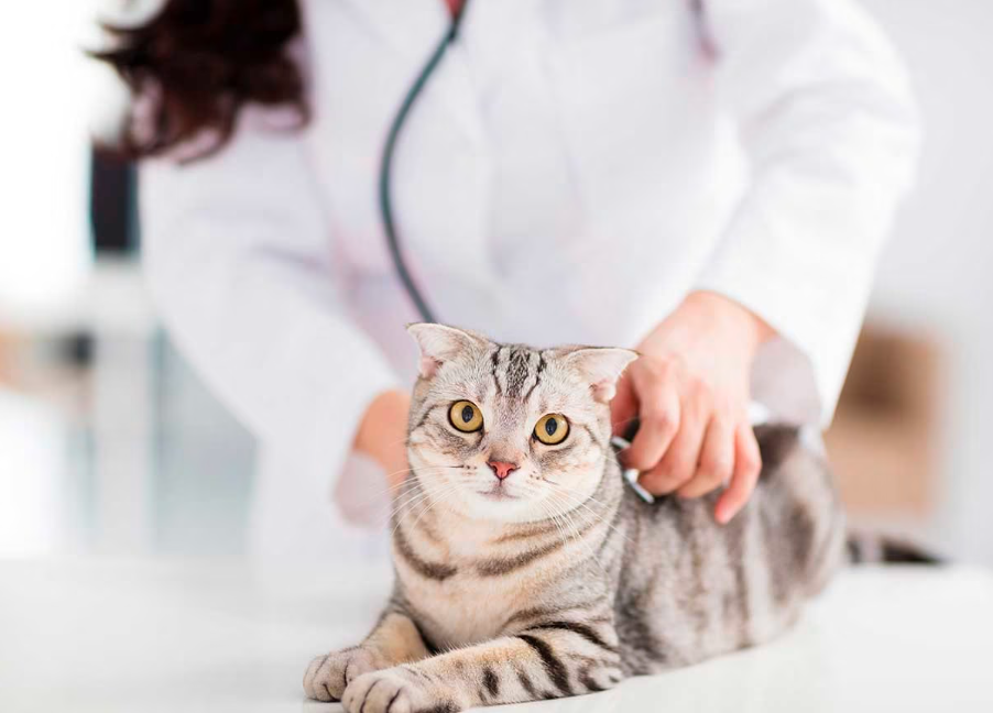 Combien coûte une consultation vétérinaire pour un chat ?