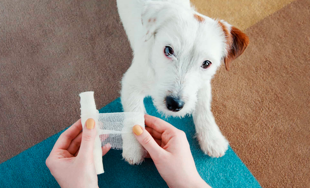 Comment désinfecter une plaie chez un chien et la traiter : un guide complet