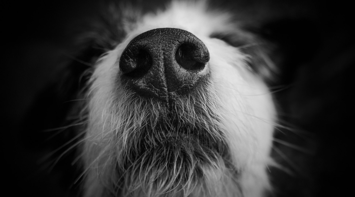 3 choses essentielles à savoir sur le nez de votre chien : santé, stress et soins