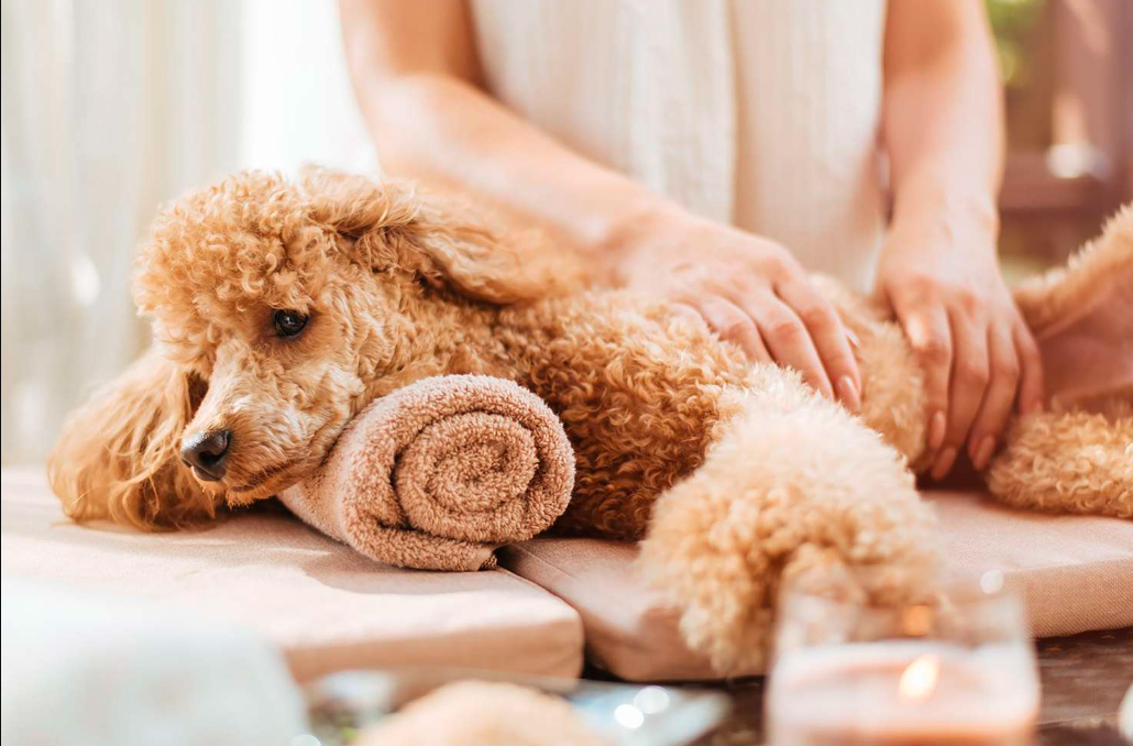 Massage chez le chien : avoir les bons gestes pour un moment de détente