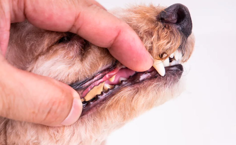 Dents de chien : tout ce que vous devez savoir
