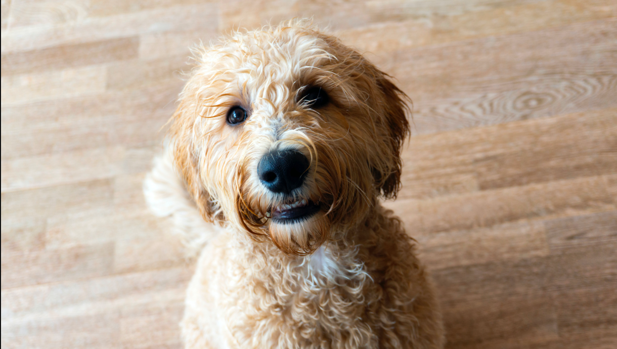 Meilleures croquettes pour chiens stérilisés : choisissez judicieusement avec les conseils d’experts