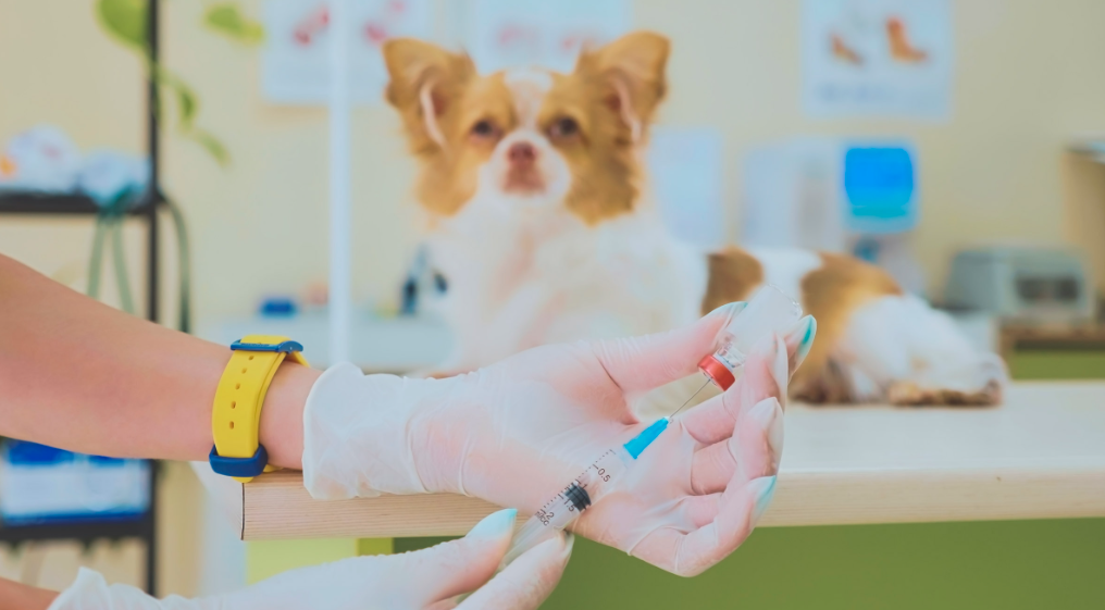 Protocole de vaccination des chiens – Suivez le programme de vaccination