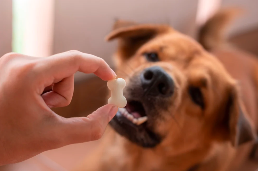 Utilisation des probiotiques chez le chien : le guide complet
