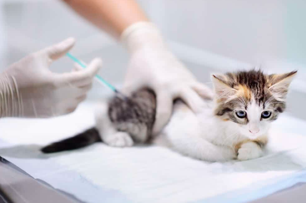 Le guide complet des coûts de vaccination des chats : assurer la santé de votre ami félin