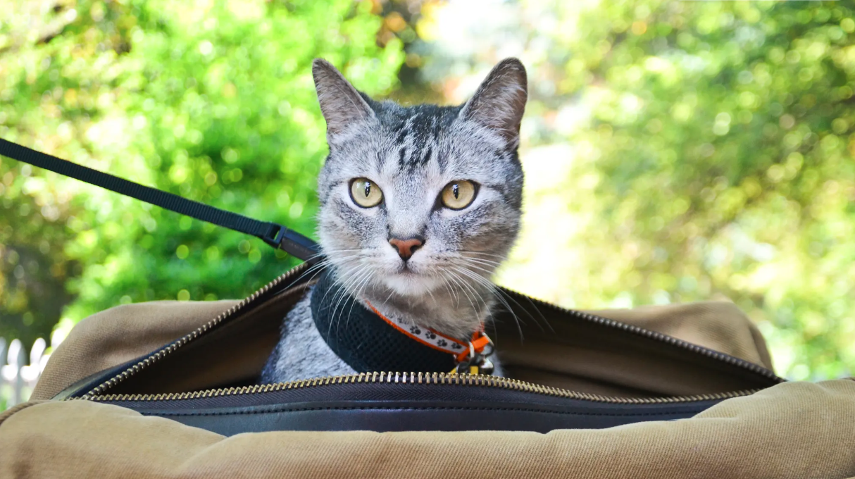 Comment voyager avec votre chat : un guide complet