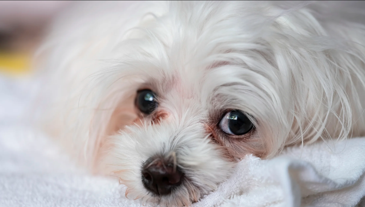 Comment nettoyer les marques de larmes sous les yeux de votre chien : conseils d’experts et recettes maison