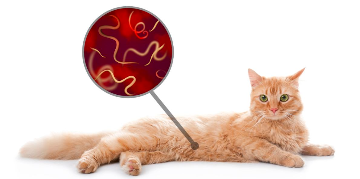 Vers digestifs du chat : dangers et traitement