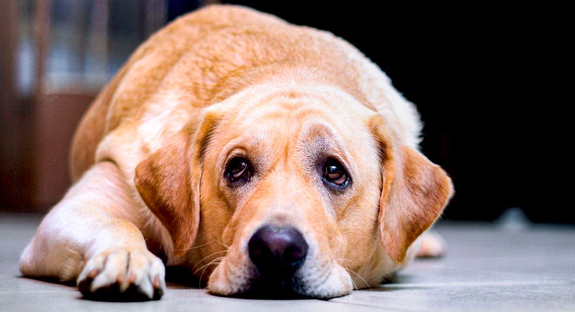 Vers digestifs chez le chien : comprendre les dangers et explorer les options de traitement