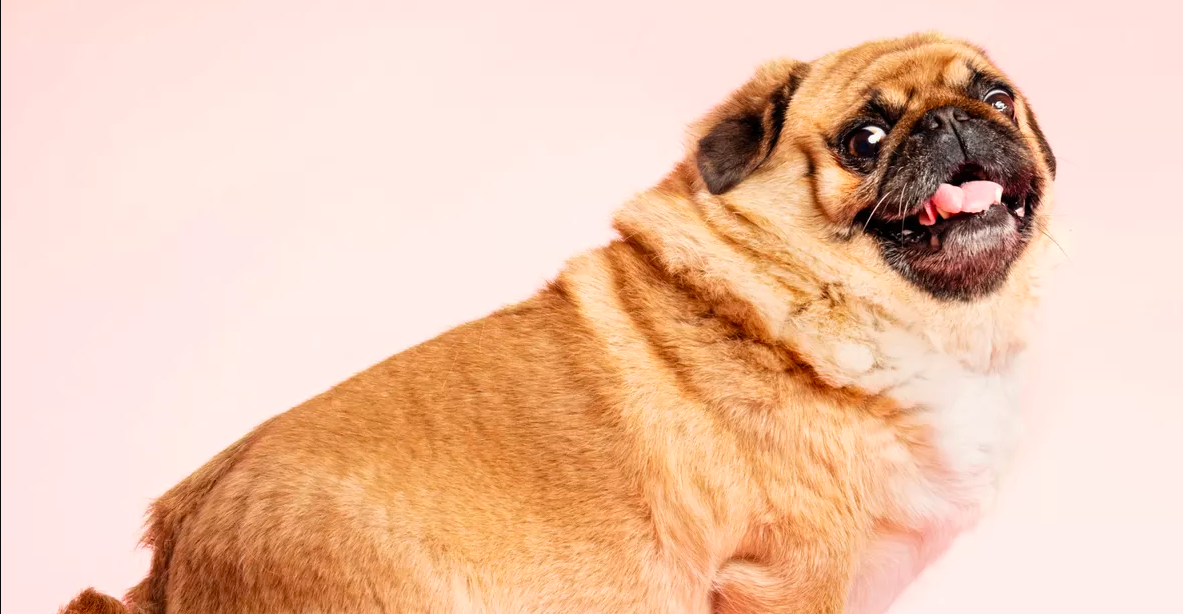 Mon chien est obèse : comprendre pourquoi et quoi faire