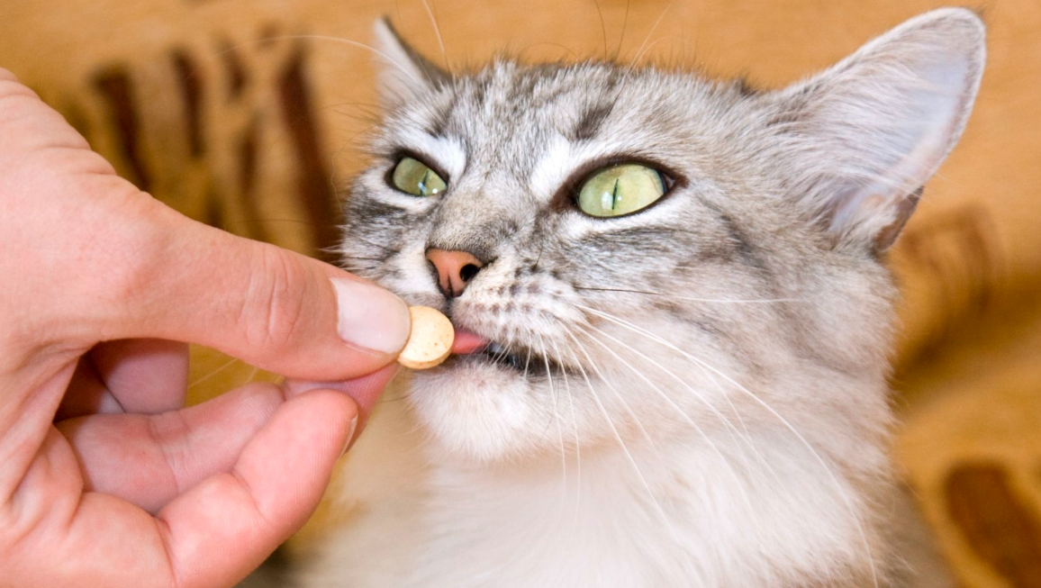 Donner des probiotiques à mon chat : est-ce bénéfique pour sa santé ?
