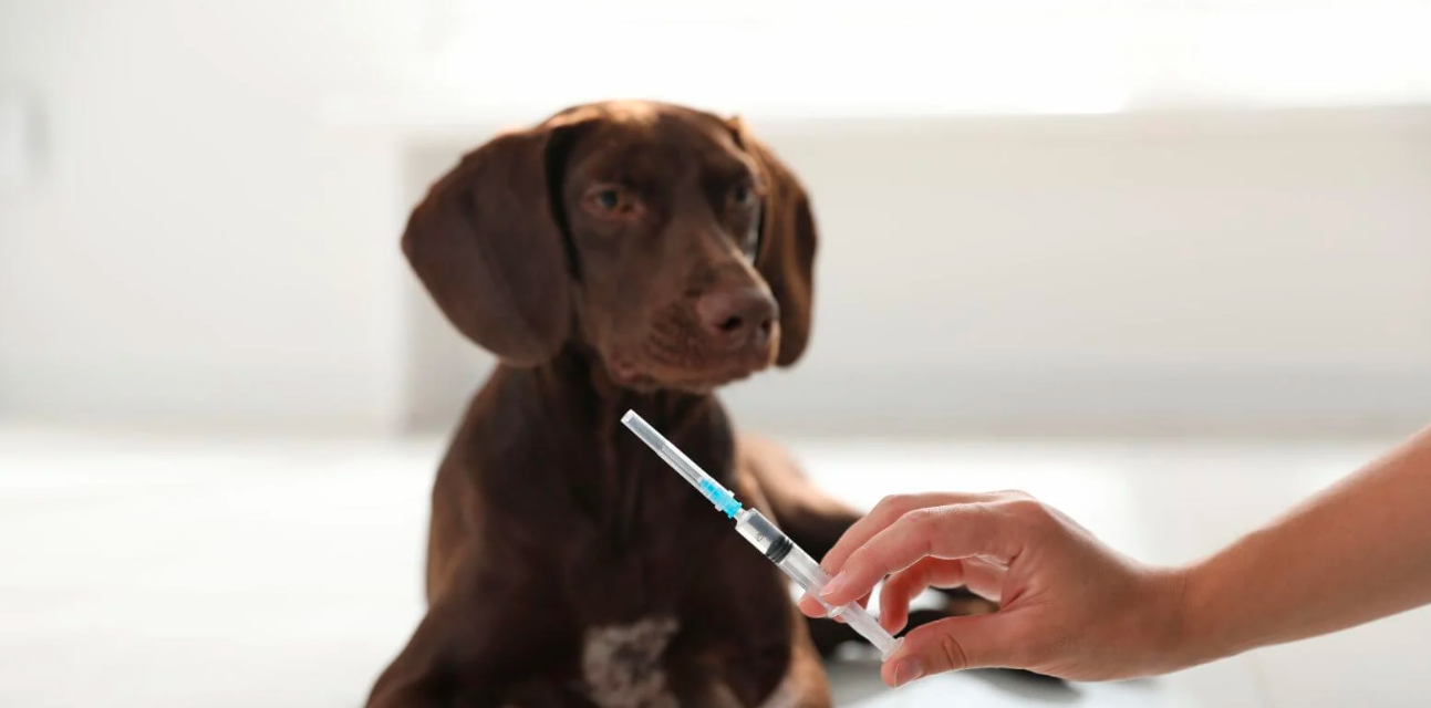 Le vaccin contre la piroplasmose : protéger votre chien