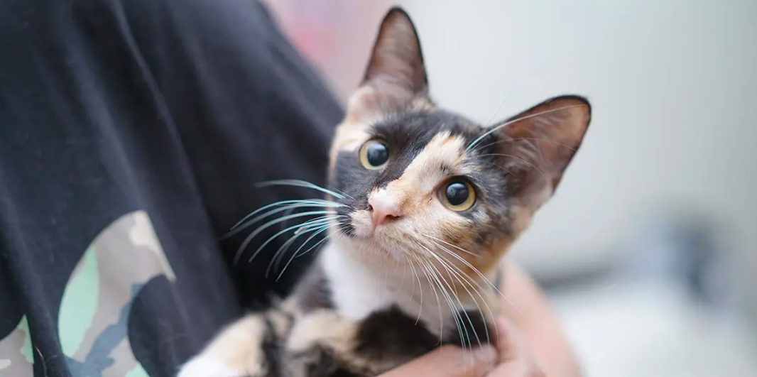 Adopter un chat : conseils d’un vétérinaire
