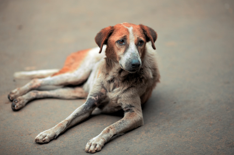 Comprendre la leucémie chez le chien : un guide complet