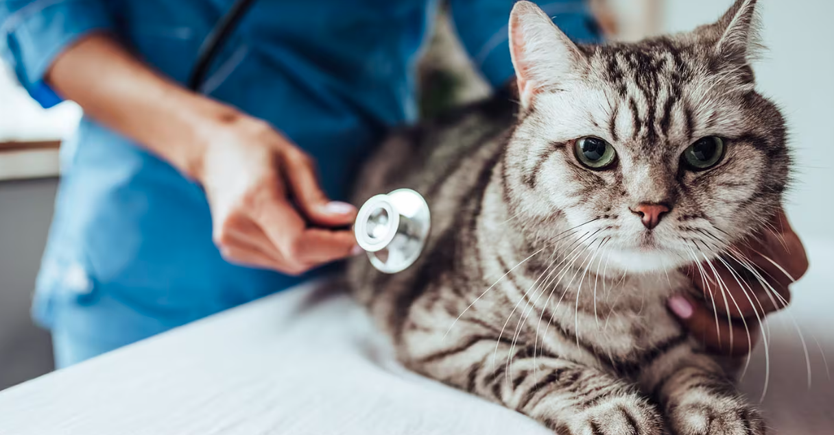 Les effets indésirables des vaccins chez les chats : gérer la santé de votre animal en toute sécurité