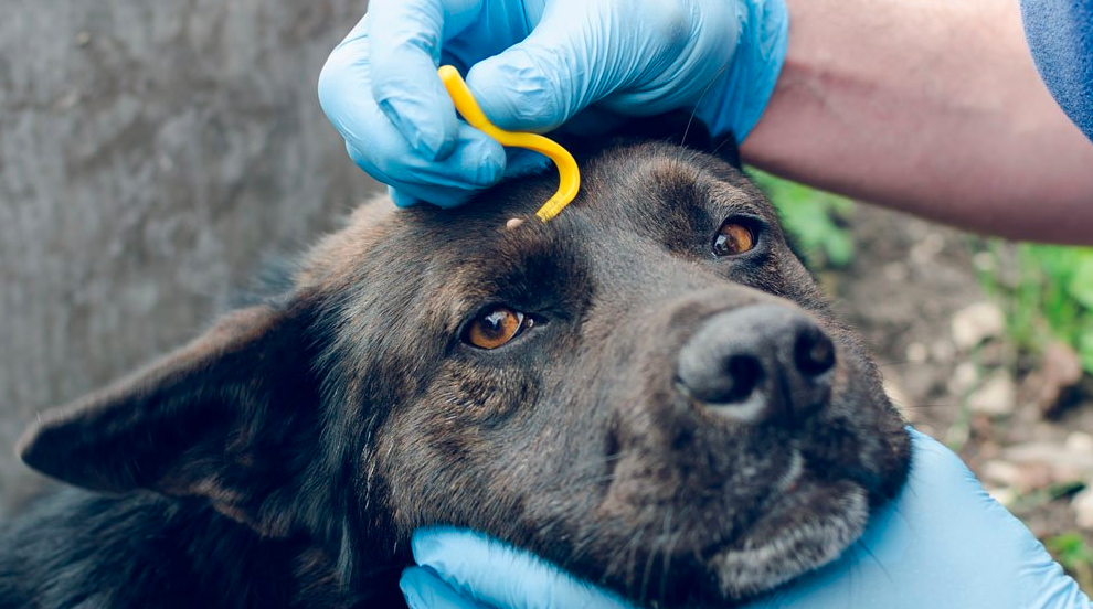 Tiques chez le chien : protection, extraction et traitement