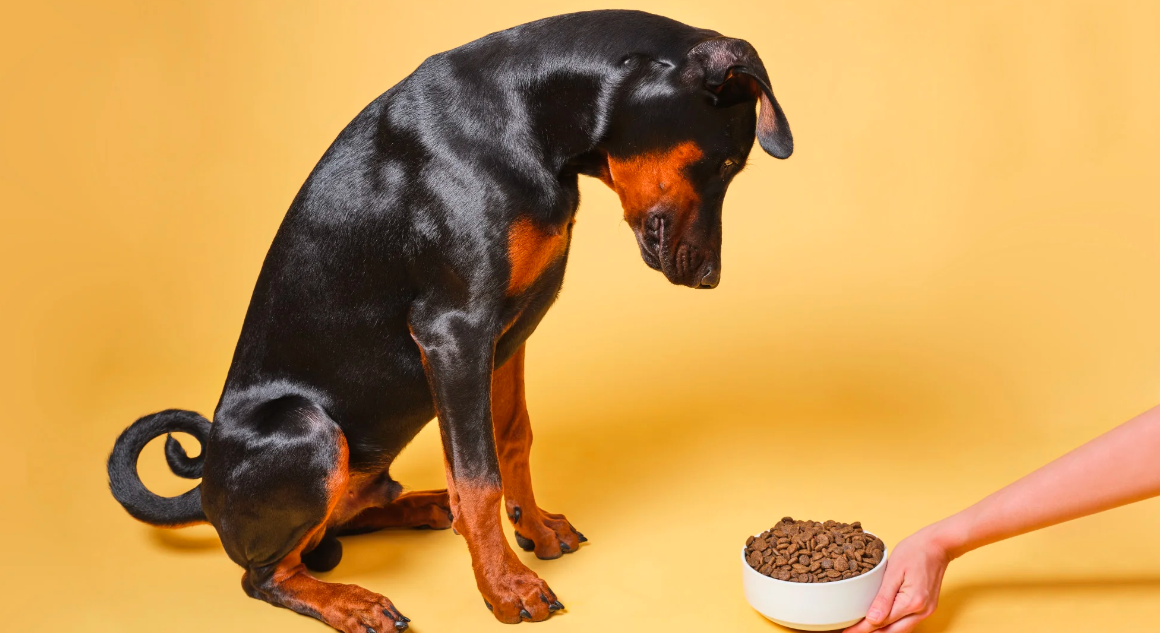 Mon chien ne veut plus manger ses croquettes : quelles solutions ?